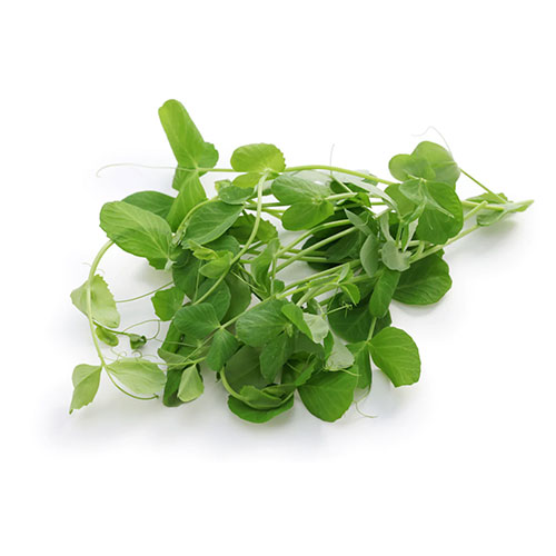 Pea Shoots