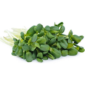 Sunflower Shoots